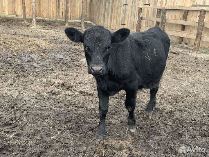 Бычки и быки