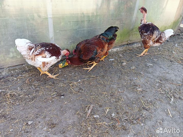 Молодые петушки