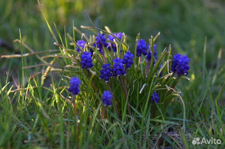 Объектив Юпитер 21М