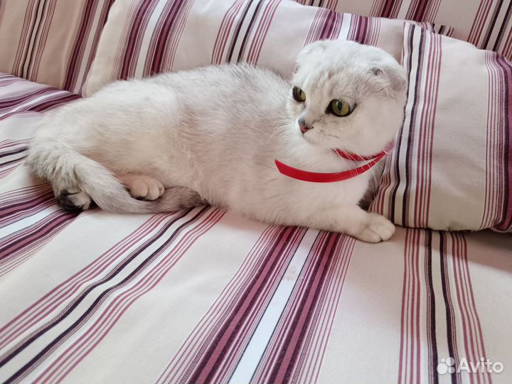 Котята золотая шиншилла