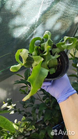 Питахайя mini