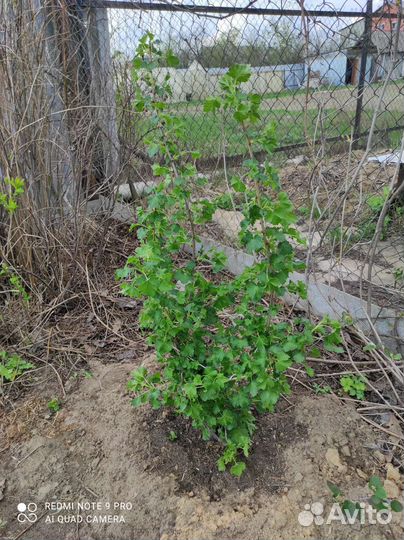 Примула, Хоста