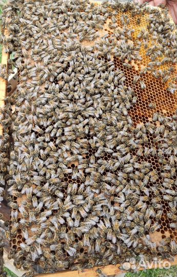 Среднерусские пчелы Бронь до 10.05.2024