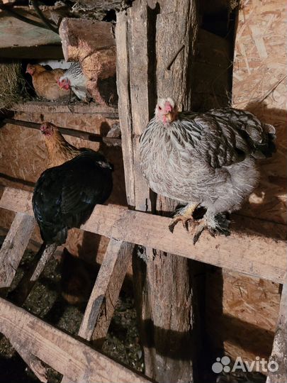 Куры домашние