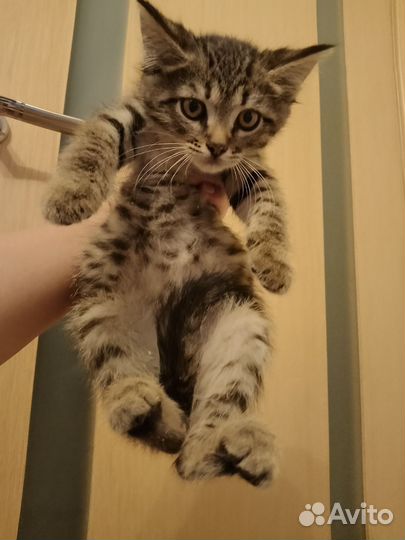 Котята