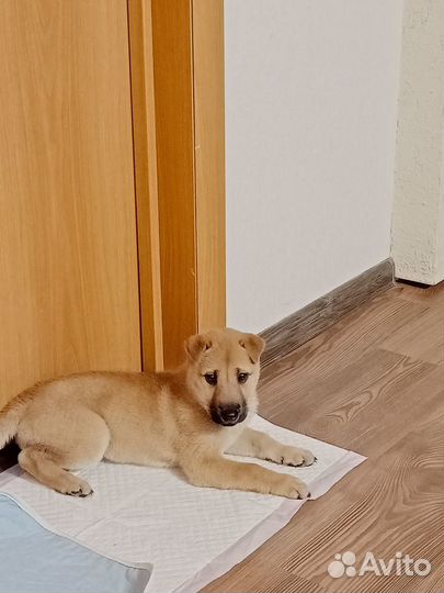 Щенок