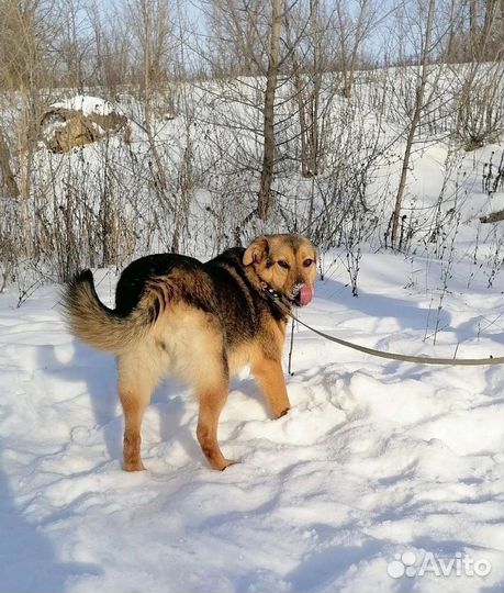 Собака Скарлет