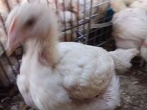 Цыплята бролера 15дней