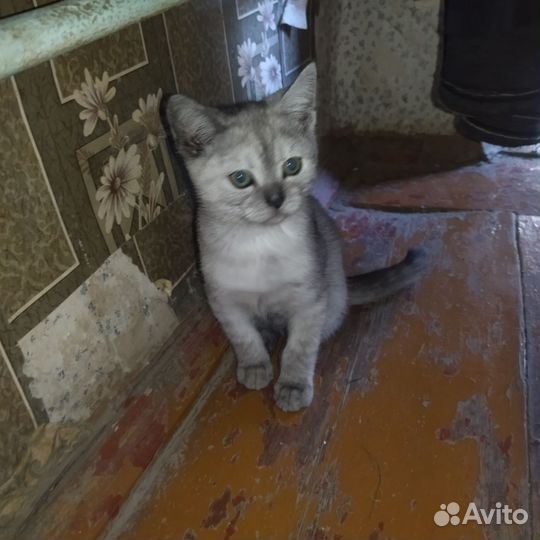 Котята шотландцы