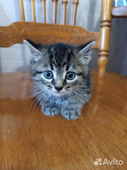 Котëнок, котик в дар