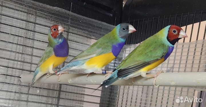 Амадины гульда