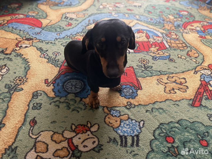 Кроличья такса вязка