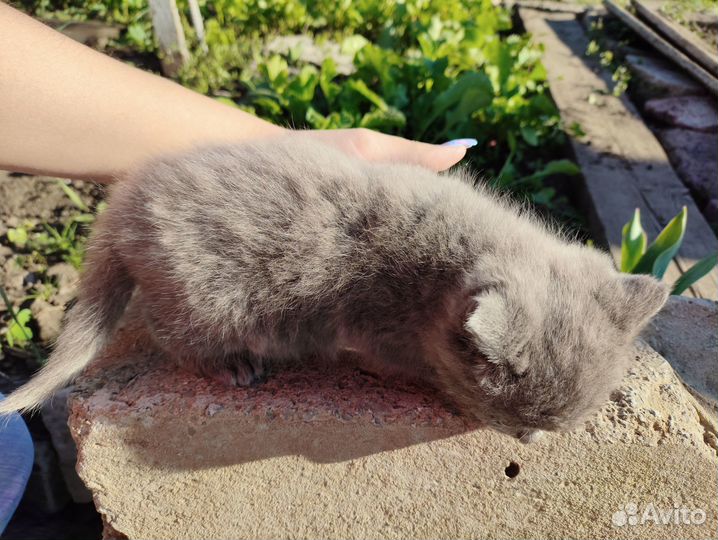 Котенок бесплатно