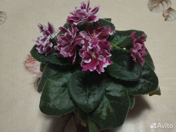 Сортовые фиалки