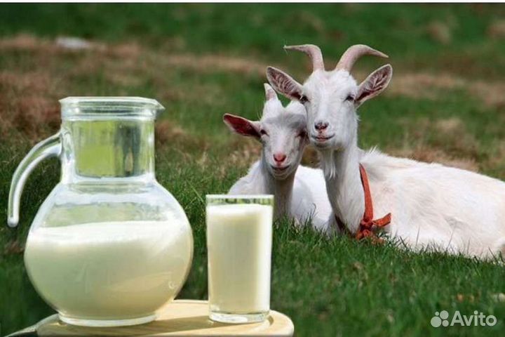 Козье молоко