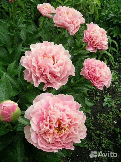 Пионы сортовые саженцы
