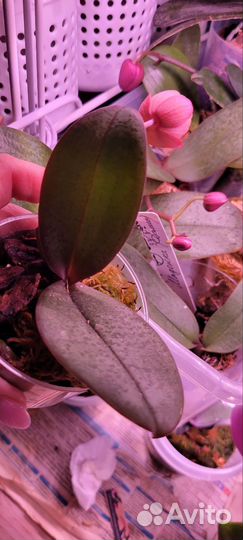 Орхидея фаленопсис парфюмерная фабрика