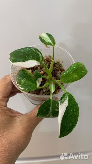 Много редких растений по 300 и 500