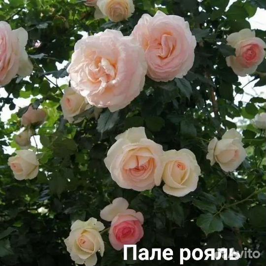 Саженцы роз