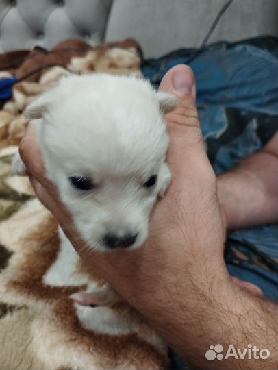 Щенки в добрые руки