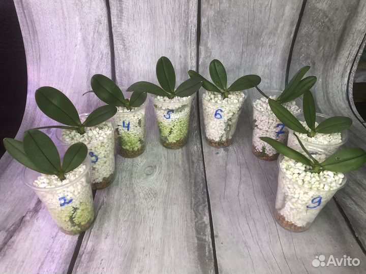 Орхидея из фласки Miki Big Wave