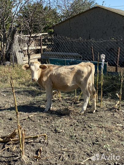 Коровы телята