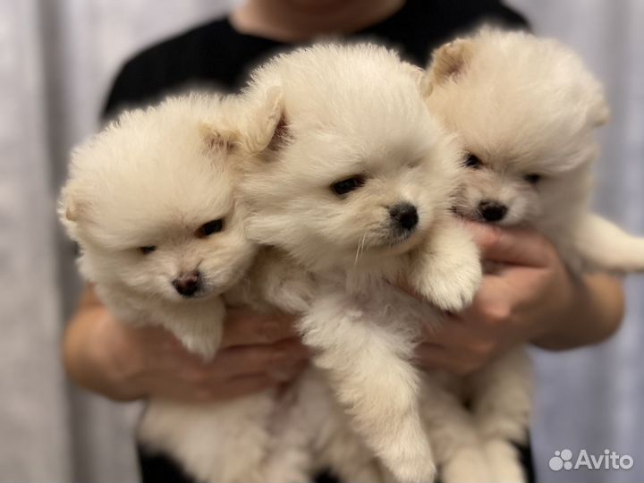 Щенки шпица