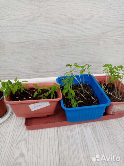 Рассада помидор