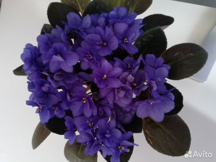 Фиалка сортовая. Пермь, п.Ферма, п.Горный,с.Фролы