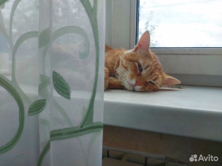 Золотой кот в добрые руки