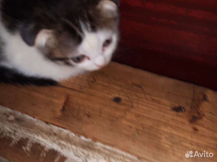 Котята в добрые руки бесплатно