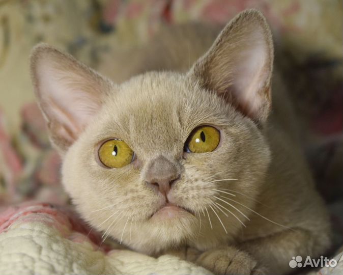 Бурманская