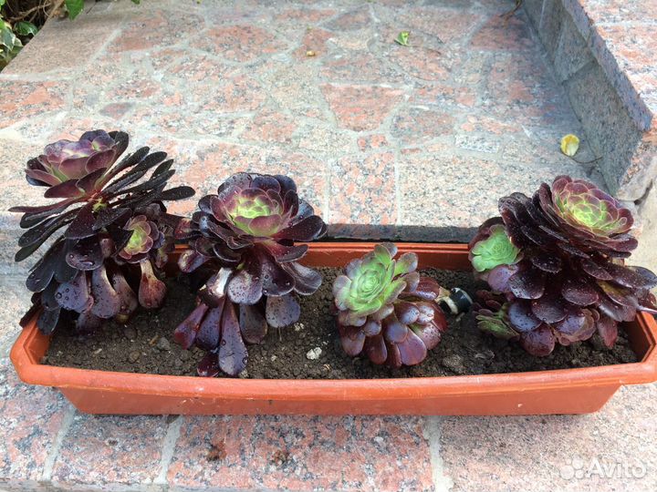 Эониум Древовидный