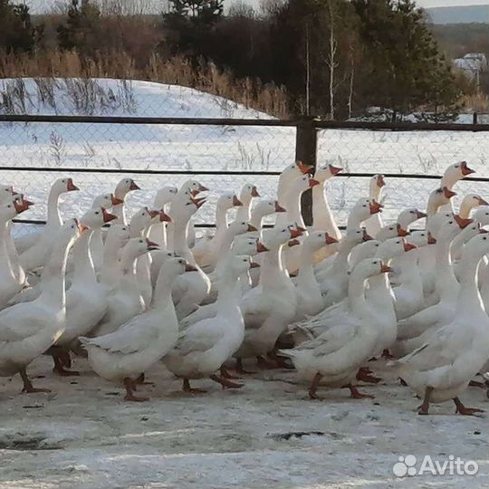 Гусята. Инкубационное яйцо гусей