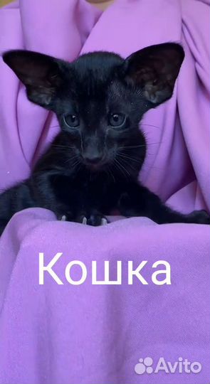 Ориентальные котята