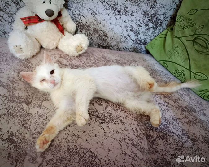 Кошка в дар