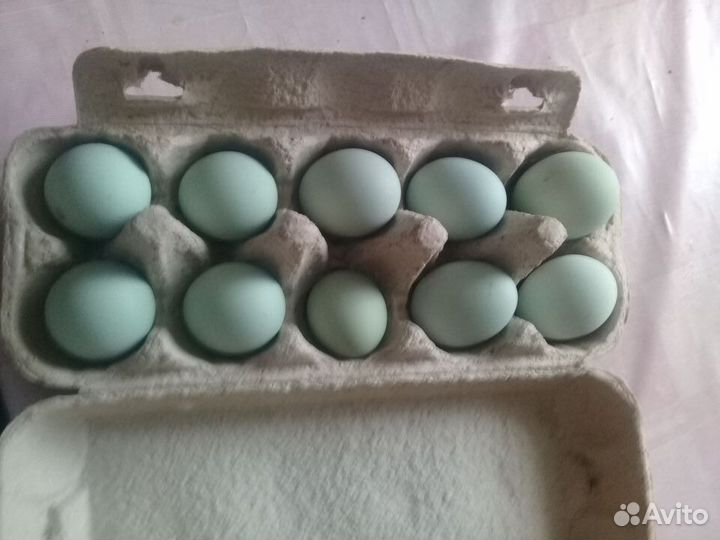 Яйцо инкубационное Ухейилюй