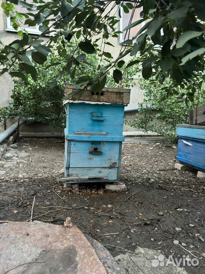 Пчелы и улья