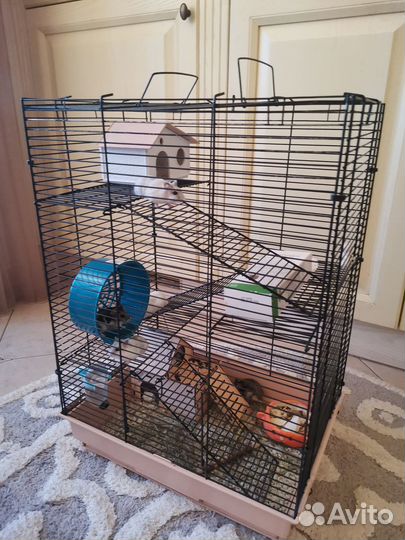 Хомяки джунгарики малыши и подросшие