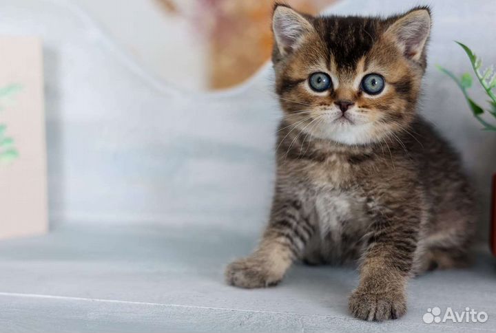 Британский плюшевый котёнок