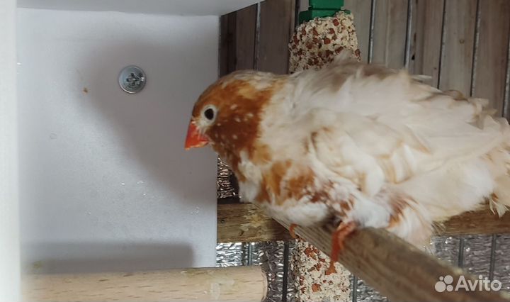 Зебровые амадины