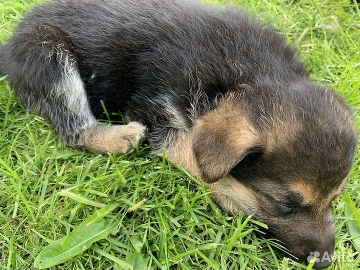 Щенки метисы от мамы немецкой овчарки