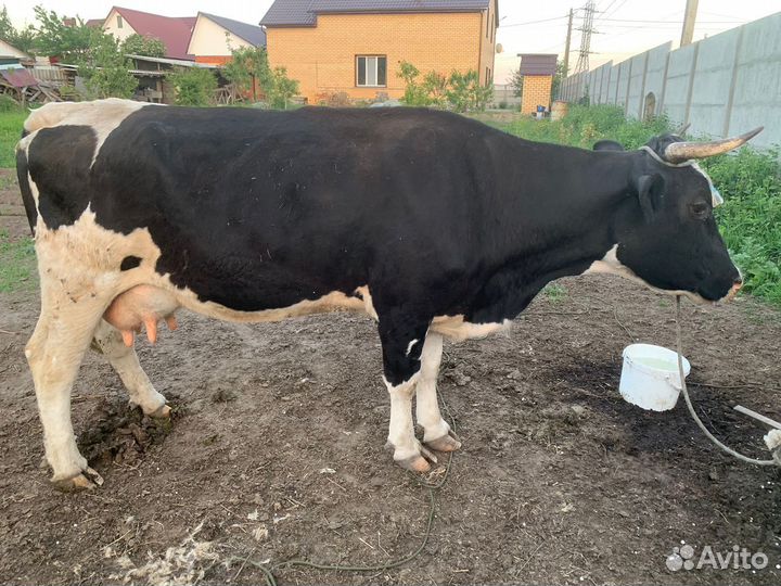 Корова дойная
