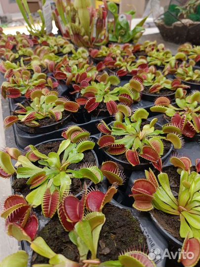 Венерина мухоловка (дионея)