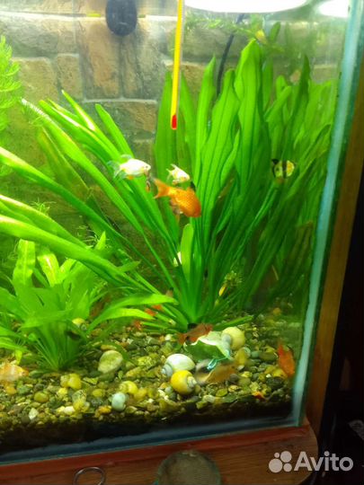 Эхинодорус.апоногетон