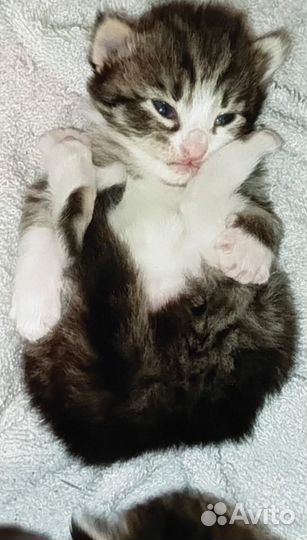 Кот сибирский