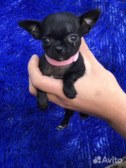 Чихуахуа мини