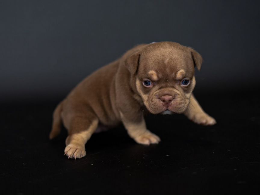 Щенки American Bully, Американский Булли