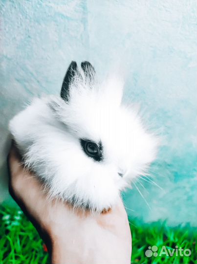 Мини карликовый кролик