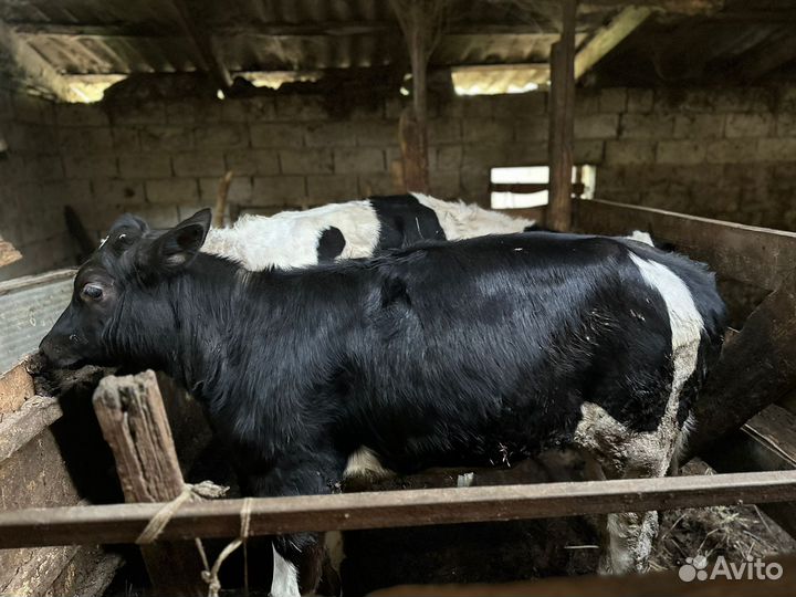 Продается тёлка